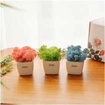 아스파시아 미뇽트리플 쁘띠 모스 화분 3p 세트, 스프링그린, 라벤더블루, 핑크, 1세트