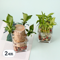 모리앤 제이메이드 개운죽 소 + 행운목 + 유리수반 + 조경돌 세트, 혼합색상, 2세트
