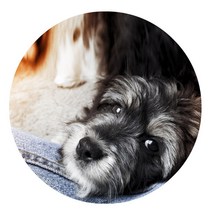 스윗리빙 데일리 펫 주방매트, 16, 1개