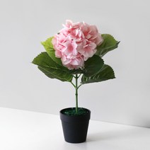 블루밍앤미 조화 수국 프렌치 블랙 포트, 핑크, 1개
