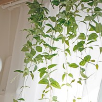아티파티 인테리어 조화 행잉플랜트 그리너리 대 96cm, 스마일락스