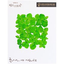 체크스토리 압화꽃송이 수국염색, 그린