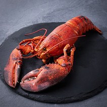 아라보감 산지직송 어제 찐 자숙 랍스타 (냉장), 650g, 1세트