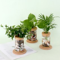 제이메이드 수경식물 테이블 야자   스킨답서스   아이비 3종 세트, 혼합색상, 1세트