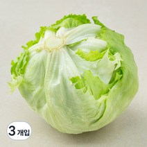 GAP인증 양상추, 1개입, 3개