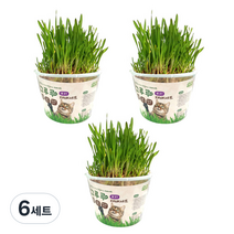 힐링타임 고양이 그루루 재배세트, 보리, 6세트