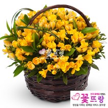 꽃뜨랑 축하꽃바구니 축하선물 생일선물 생화 전국당일꽃배달, D01 후리지아