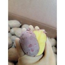 씨감자 수미감자씨 홍감자모종 텃밭씨앗소량판매 [소독후발송], 홍감자(6조각), 6조각