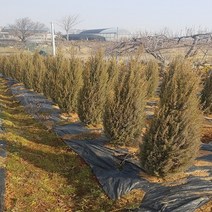 착한가격 나무생각 히버니카 H0.7~0.8*분묘