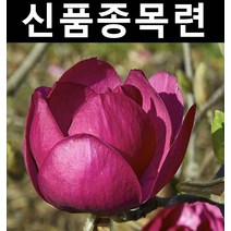 신품종/목련(블랙튤립) 접목1년(뿌리) 1개/나무 묘목/활엽수/정원용