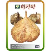 히카마(얌빈)씨앗 1Kg 멕시코감자씨앗 히까마 히마카 약초 이색희귀종자 콩감자 넝쿨식물