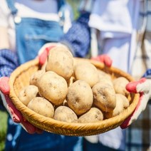 강가네 국내산 햇감자 알감자(조림) 대 특 왕 3kg 5kg 10kg, 대(조림 요리용)