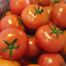 [효민농원] 당일수확 농장직거래 고랭지 찰 토마토 8KG, 1개