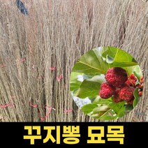 꾸지뽕 식목일 묘목 원예 꾸찌뽕나무 구지뽕 실생2년 묘목 1주