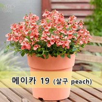 유럽 수입 플라스틱 칼라 화분 메이카 19 파스텔톤 색감 집안을 화사하게 식물을 돋보이게~[DESCH PLANTPAK], 살구