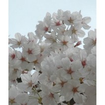 벚나무묘목 왕벚나무 겹벚나무, 접목1년 왕벚나무(상묘+2000)