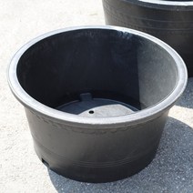 이삭 블루수련분대형 3호 - 수생식물기르기 수련분갈이 연꽃 물옥잠, 1개