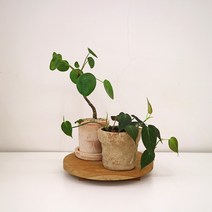플렌테리어 공기정화식물 필레아페페 필로덴드론 미칸, 필레아페페(포트만), 선택안함