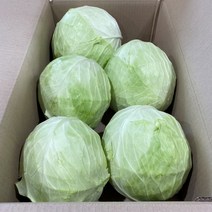 하늘푸드 (15kg) 국내산 양배추 식자재, 국내산 깐양배추 15kg