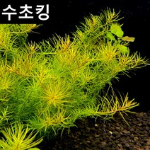 수초킹 키우기 쉬운 초보수초 로타라 난세안, (특가)20촉