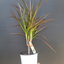개업화분 관엽식물 마지나타 블랙 중품 204089