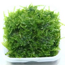 미미네아쿠아 미니 삼각 모스 스퀘어 무결점 음성 수초