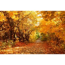 가을 분위기 소품 장식 인테리어 단풍나무 숲 사진 배경 자연 풍경 떨어지는 나뭇잎 창 강 스튜디오, 197.Vinyl 270x180cm - NBK43309