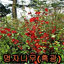 명자나무1m 그루 나무 묘목 명자나무