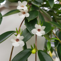 아시난데스(행잉플랜트/넝쿨식물/걸이용화분)