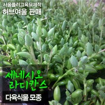 세네시오라디칸스 모종 (바나나콩난) 서울육묘생산 정품다육모종, 10개