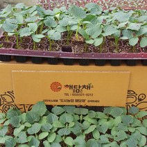 노각오이모종 5포기