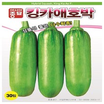 아시아 킹카애호박 씨앗 30립