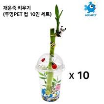 개운죽 키우기 (투명PET 컵 10인 세트) 테라리움 DIY키트 세트, 혼합칼라스톤 골고루