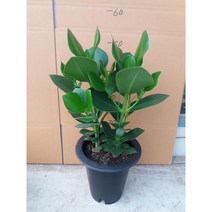 크루시아/높이50센치