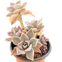 러브코리아 분홍 용월 키우기 쉬운 예뻐지는 다육식물 랜덤30, 단품, 1개
