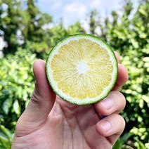 제주 무농약 청귤 풋귤 5kg, 없음