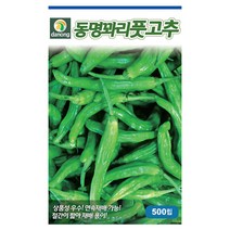 동명꽈리풋고추씨앗 1000립 안매운꽈리 연속재배가능 주말농장 텃밭가꾸기 고추씨, 단품없음