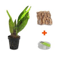 DIY 마이플랜츠 황호석 미크로소리움 .미미네아쿠아