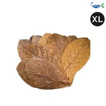 신바람 탄토라 알몬드 잎 XL 10장
