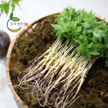 순수 새싹삼 100 뿌리 특대 (30cm 내외) 선물포장 가능 1box, 일반 포장