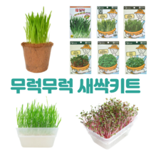 새싹 키우기 키트 8종 보리 무순 청경채 봉선화 방울토마토 보리 귀리 밀 모종 코코넛화분, 새싹키트2(코코넛화분+밀싹)
