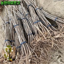 두릅나무 묘목 참두릅 민두릅나무 묘목 1-2년생, 가시두릅, 2년생