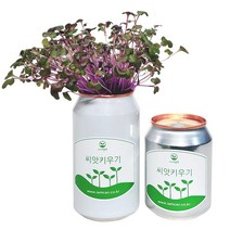 [아이엠캔] 새싹재배세트 청경채 1ea 씨앗 새싹 채소 키우기 키트 텃밭 모종 홈가드닝 베란다 미니 텃밭 유치원 어린이집 홈재배 유치원교구 관찰학습, 아이엠캔 청경채(소)