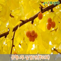 착한가격나무생각 은행나무 실생2년 뿌리묘 10주묶음