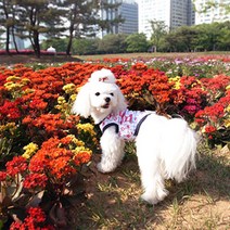 톰보이 애견의류 티셔츠 핑크 강아지옷 애견옷세일, XL