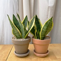 [1+1 SET] 건강한 반려식물 키우기쉬운 공기정화식물 산세베리아 토분, 스팡 화이트13, 데로마 살구13+영양제 서비스, 받침 2개