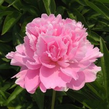 [모든원예조경] 겹꽃작약 구근모음 (개화주), 도화비설
