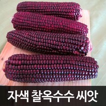 자색 찰옥수수 씨앗 자홍 옥수수 씨앗 corn seed 70알, 1개