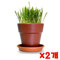 펫모닝 캣글라스 화분재배세트 2개 귀리키우기세트 캣, 1