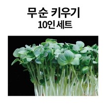DIY KIT 무순 새싹키우기 새싹채소 10인 한살이식물 새싹채소 생물관찰보고서, 10인용